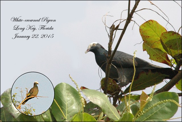 WhiteCrownedPigeon