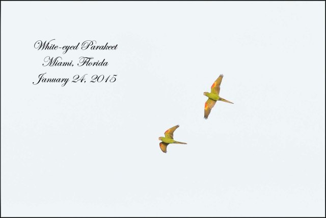 WhiteEyedParakeet