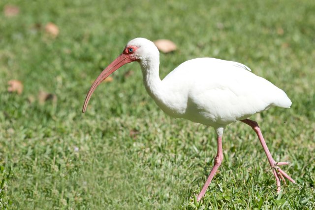 WhiteIbis2015