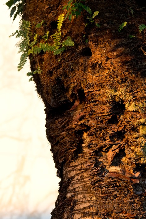 WhiteWingedParakeetB