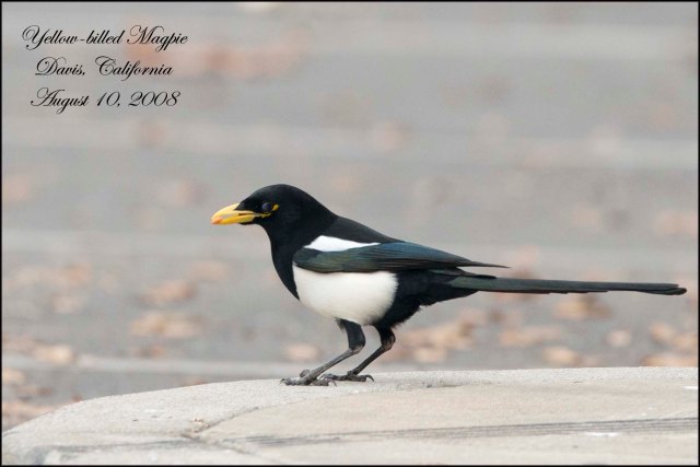 YellowBilledMagpie