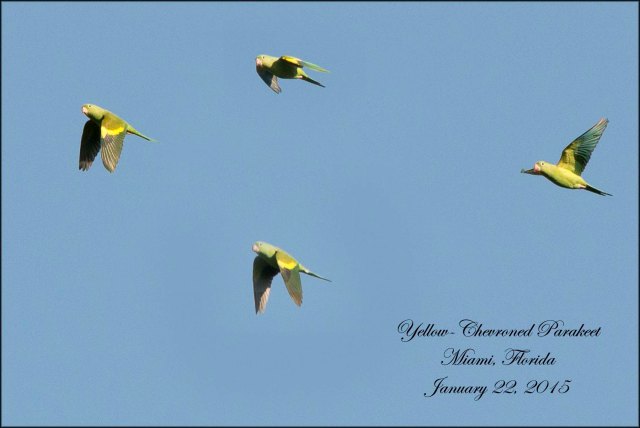 YellowChevronedParakeet