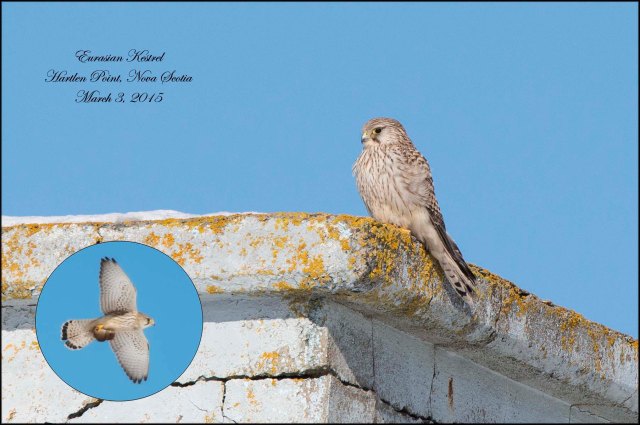 EurasianKestrel
