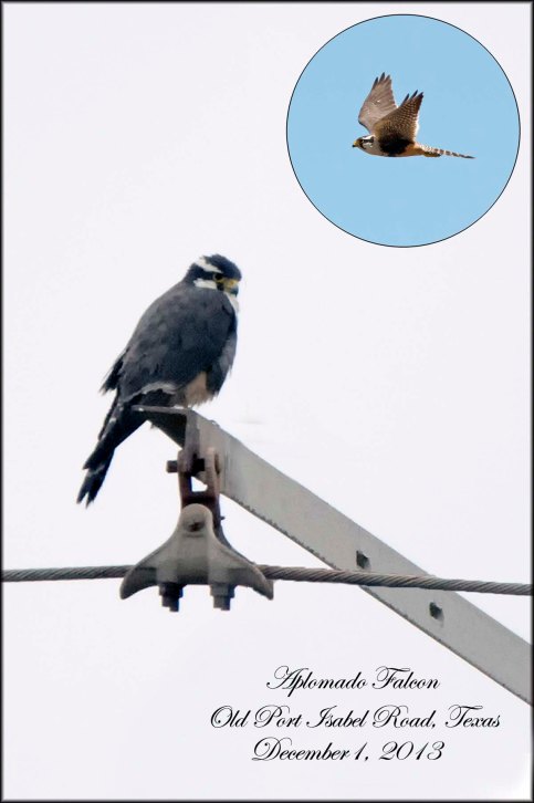 AplomadoFalcon