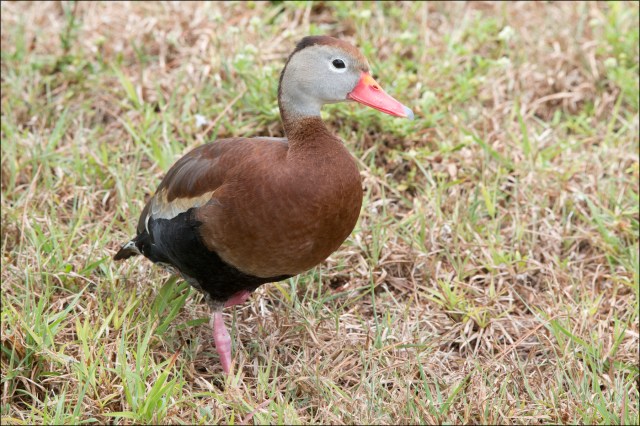 BlackbelliedDuck2015FB