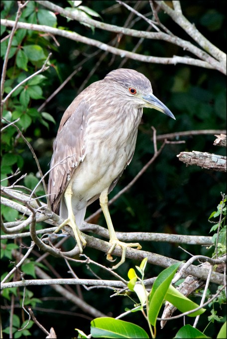 BlackcrownedNightHeron2015FB