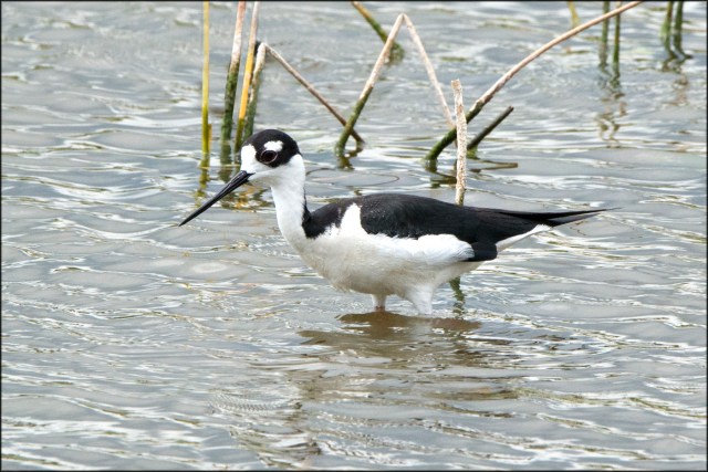 BlackneckedStilt2015FB