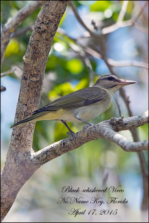 BlackwhiskeredVireo