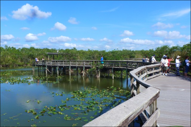 BoardwalkAnhinga2015