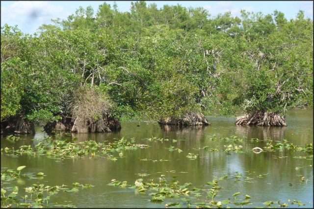 BoardwalkAnhinga2015B