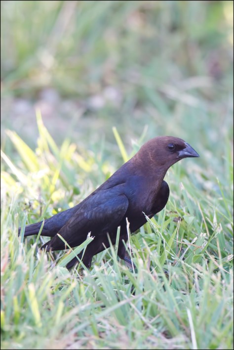 BrownheadedCowbird2015FB