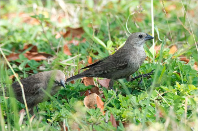 BrownheadedCwobirdFemale2015FB