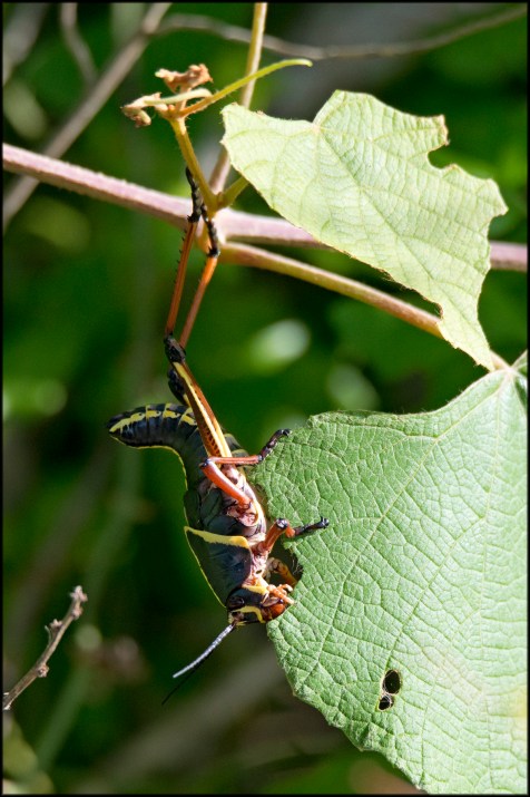 EasternLubberGrasshopper2015BFB