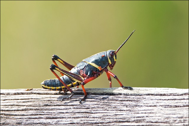 EasternLubberGrasshopper2015FB