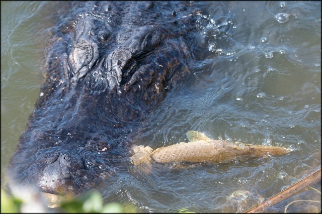 FishAlligatorFlorida2015BFB