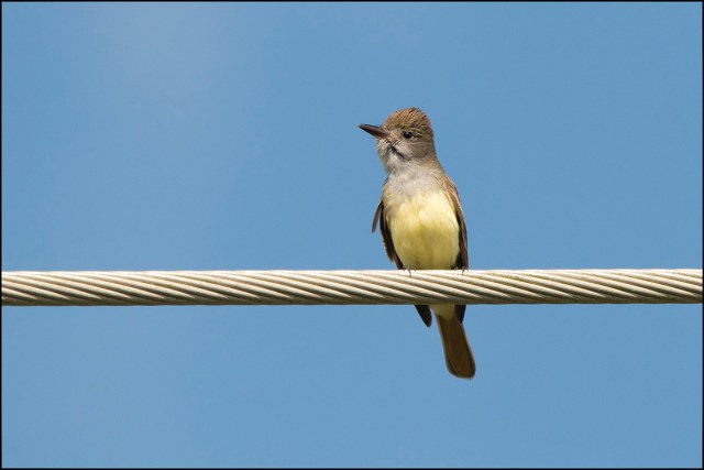 GreatCrestedFlycatcher2015FB
