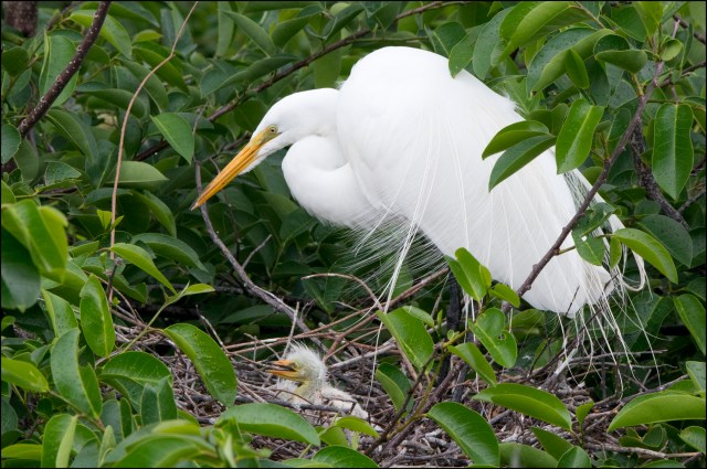 GreatEgret2015BFB