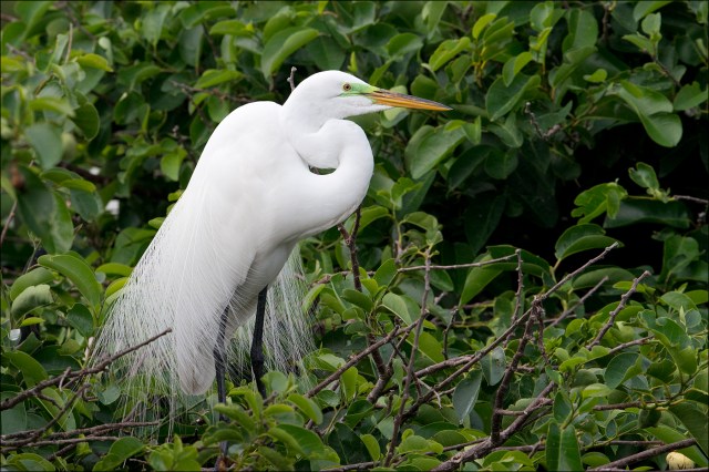 GreatEgret2015FB