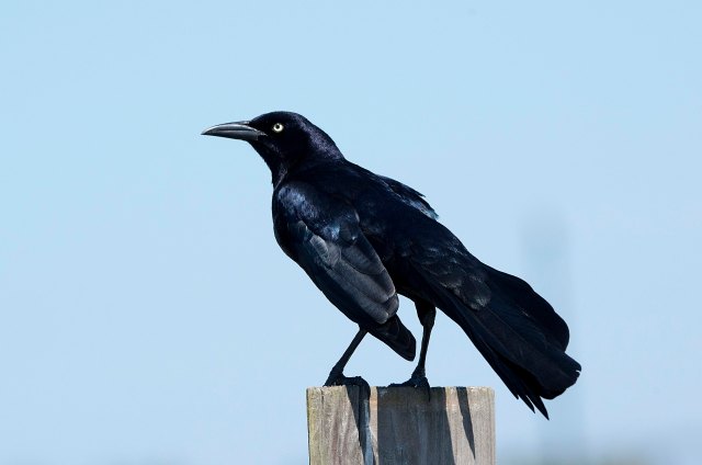 GreattailedGrackle2015
