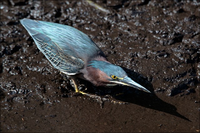 GreenHeron2015FB