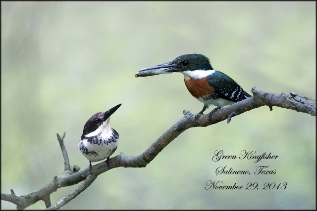 GreenKingfisher