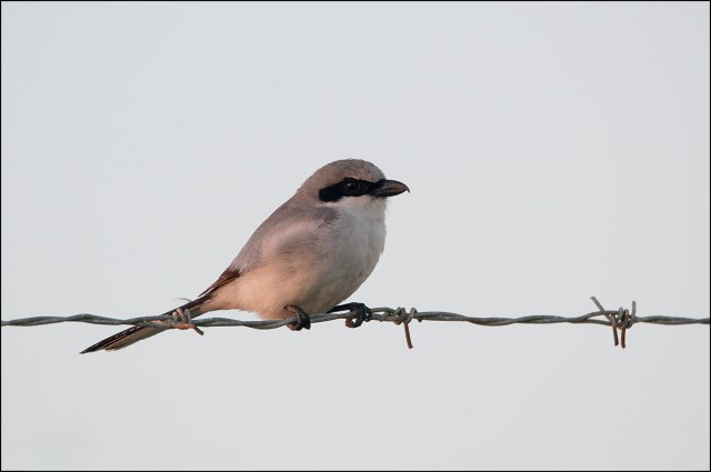 LoggerheadShrike2015FB