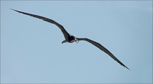MagnificentFrigatebird2015FB