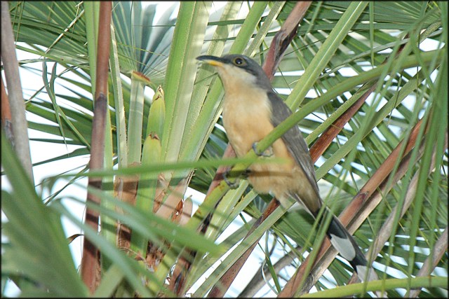MangroveCuckoo