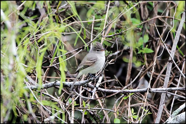 NorthernBeardlessTyrannulet2015
