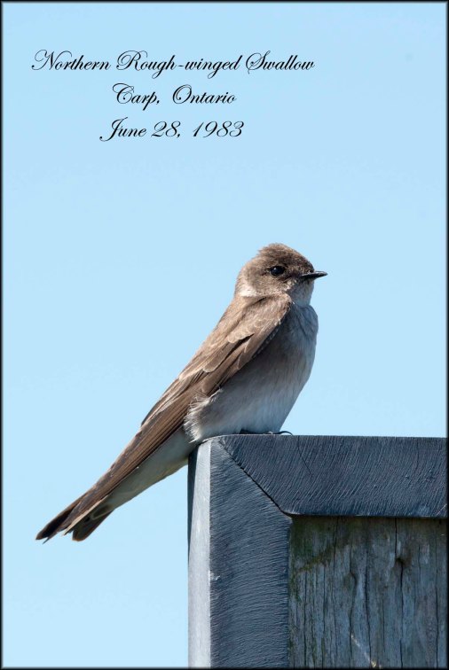 NorthernRoughWingedSwallow