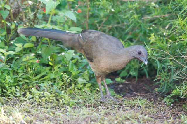 PlainChachalaca2015