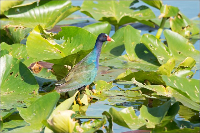 PurpleGallinule2015FB