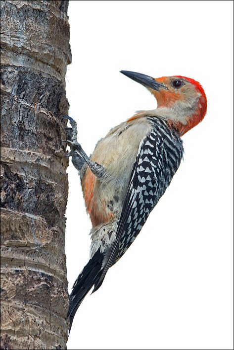 RedbelliedWoodpecker2015FB