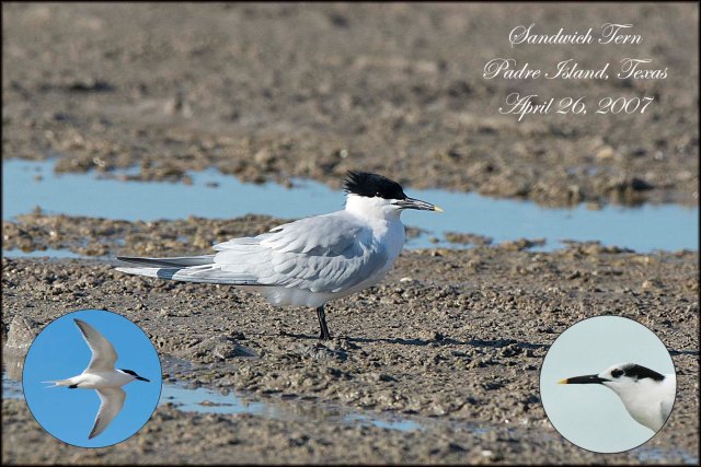 SandwichTern
