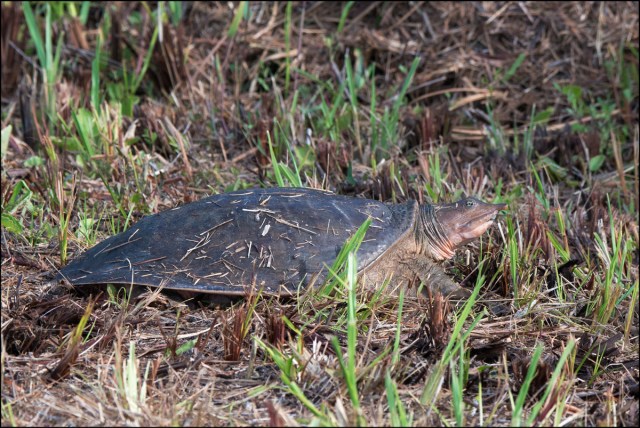 SoftshellTurtle2015FB