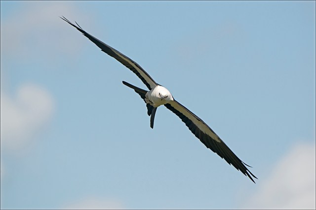 SwallowtailedKite2015CFB