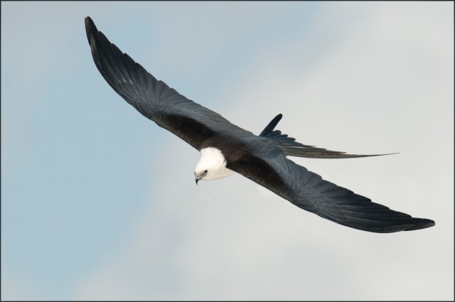 SwallowtailedKite2015DFB