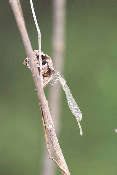 TexasEsteroDamselfly2015