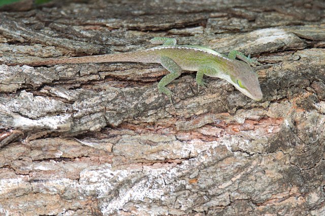 TexasLizard2015