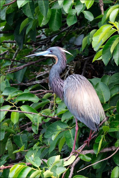 TricoloredHeron2015FB
