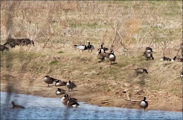 BarnacleGoose2015Ottawa