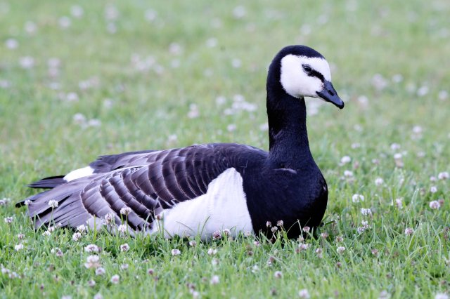 BarnacleGooseDDD (1)