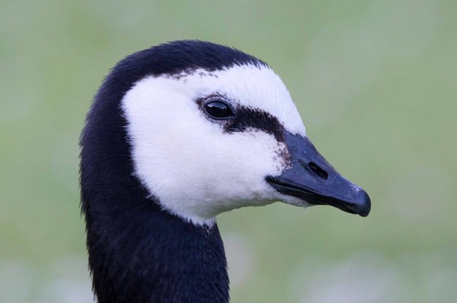 BarnacleGooseDDD (2)