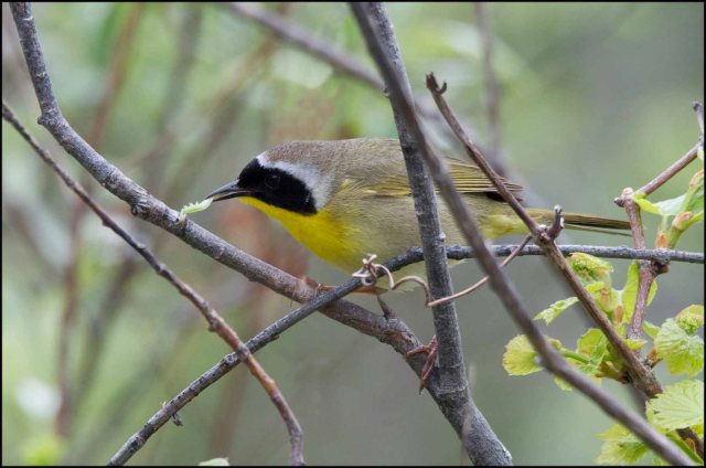 CommonYellowthroat2015