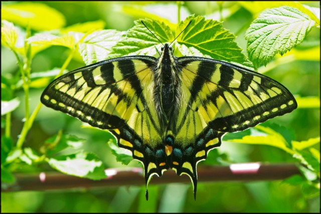 EasternTigerSwallowtail2015