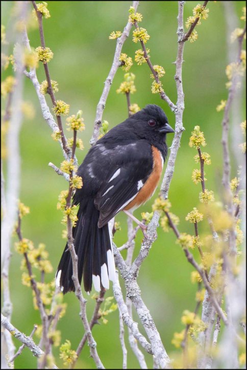 EasternTowhee2015B