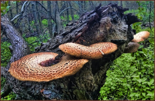 Fungi2015FB
