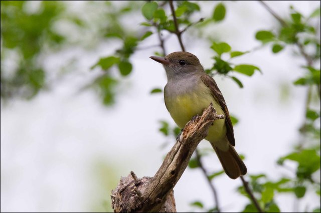 GreatCrestedFlycatcher2015B