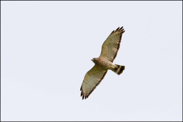 RedshoulderedHawk2015F