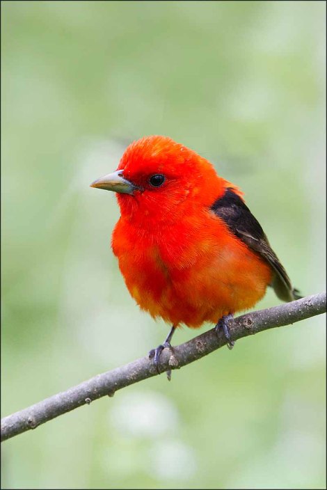 ScarletTanager2015DFB